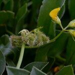 Scorpiurus muricatus fruit picture by John Walsh (cc-by-sa)