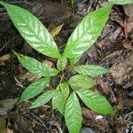 Tachigali costaricensis leaf picture by SINAC Pérez Greivin (cc-by-sa)