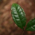 Eugenia coffeifolia leaf picture by Jean-François Molino (cc-by-sa)