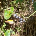 Smilax tamnoides fruit picture by Clara Stevens (cc-by-sa)