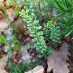 Alyssum alyssoides leaf picture by Karine Boisset (cc-by-sa)