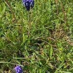 Muscari neglectum habit picture by Francois Mansour (cc-by-sa)