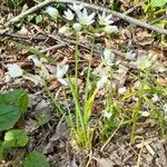 Allium pendulinum habit picture by Silvana Leuzzi (cc-by-sa)