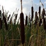 Typha latifolia leaf picture by gg yulian (cc-by-sa)