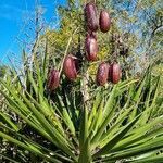 Yucca aloifolia fruit picture by Cemborain gonzalo (cc-by-sa)