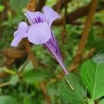 Dyschoriste thunbergiiflora flower picture by susan brown (cc-by-sa)