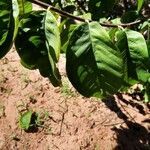 Annona cherimola leaf picture by ODENIR VISINTIN ROSSAFA GARCIA (cc-by-sa)