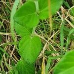 Barleria robertsoniae leaf picture by susan brown (cc-by-sa)