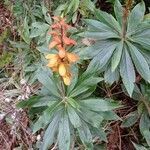 Digitalis canariensis flower picture by Moises71 (cc-by-sa)