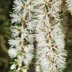 Melaleuca lanceolata flower picture by ian connop (cc-by-sa)