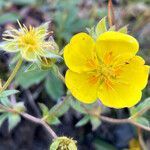 Potentilla grandiflora flower picture by Fabien Anthelme (cc-by-sa)