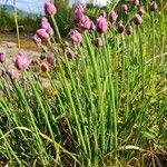 Allium schoenoprasum habit picture by Alyona Appel (cc-by-sa)