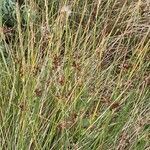 Juncus inflexus habit picture by F. Manzano (cc-by-sa)