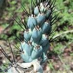 Cereus aethiops leaf picture by Trap Hers (cc-by-sa)