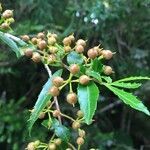 Azara lanceolata fruit picture by Daniel Barthelemy (cc-by-nc)