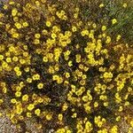 Cistus ocymoides habit picture by Prieta Javier (cc-by-sa)