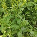 Rumex patientia habit picture by Jaina (cc-by-sa)