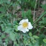 Rosa arvensis leaf picture by Sonia Faure (cc-by-sa)