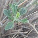 Teucrium oliverianum leaf picture by M. Hedayat (cc-by-sa)