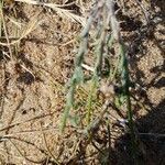 Jasione maritima leaf picture by Christophe Gautreau (cc-by-sa)