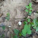 Ipomoea lacunosa flower picture by Natures Guy (cc-by-sa)