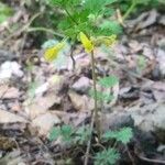 Corydalis flavula flower picture by Kathryn Brown (cc-by-sa)