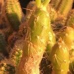 Opuntia leucotricha leaf picture by Lorenzo Rovelli (cc-by-sa)