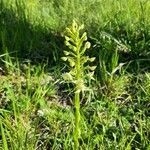 Platanthera bifolia flower picture by Théo Hurtrel (cc-by-sa)