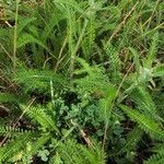 Achillea millefolium leaf picture by Dennis de Wit (cc-by-sa)