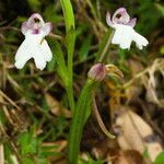 Cynorkis fastigiata flower picture by Alain Lagrave (cc-by-sa)