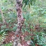 Ixora cauliflora habit picture by Coordination Endemia (cc-by-sa)