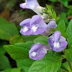 Scutellaria incana flower picture by K O (cc-by-sa)