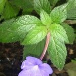 Achimenes longiflora flower picture by SINAC Pérez Greivin (cc-by-sa)