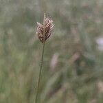 Carex divisa flower picture by Fabrizio Fabrizio Tatti (cc-by-sa)