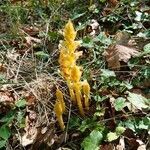 Orobanche flava flower picture by Annelyse Dalban (cc-by-sa)