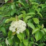 Viburnum lentago flower picture by Ko Al (cc-by-sa)