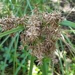 Cyperus javanicus flower picture by Steve FAAEVA (cc-by-sa)