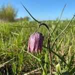 Fritillaria meleagris flower picture by Lennaert Steen (cc-by-sa)