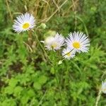 Erigeron annuus flower picture by Stephanie Hamon (cc-by-sa)