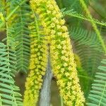 Prosopis alba flower picture by Trap Hers (cc-by-sa)