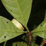 Randia grandifolia leaf picture by Nelson Zamora Villalobos (cc-by-nc)