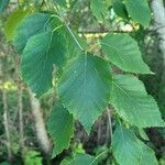 Betula papyrifera leaf picture by Richard Wideman (cc-by-sa)