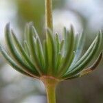 Spergula arvensis fruit picture by Yoan MARTIN (cc-by-sa)