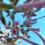 Kalanchoe gastonis-bonnieri flower picture by Syl Syl (cc-by-sa)