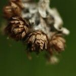 Helichrysum arnicoides fruit picture by H. Goëau (cc-by-sa)