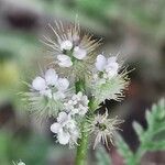 Torilis leptophylla flower picture by Benito Soto Fernando (cc-by-sa)