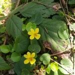 Viola sempervirens flower picture by Haley Smith (cc-by-sa)