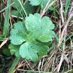 Ranunculus tuberosus leaf picture by Nicolas (cc-by-sa)