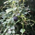 Passiflora lutea fruit picture by Eli Small (cc-by-sa)