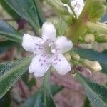 Myoporum tenuifolium flower picture by miguel gomez (cc-by-sa)